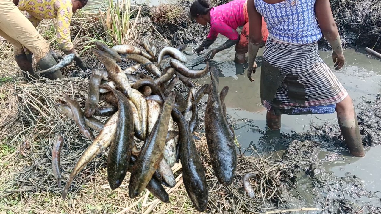 कीचड़ में उतरते ही हाथ लगी बड़ी मछली 😳 गांव का देसी तरीका😲