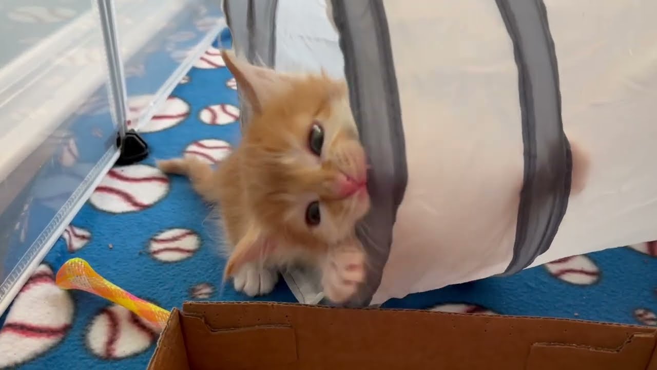 Kitten's First Time Playing With Tunnel!