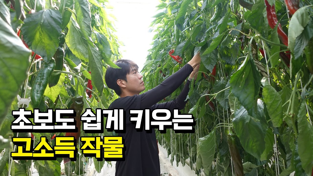 네덜란드에서 온 고소득 작물.  평당 생산량은?
