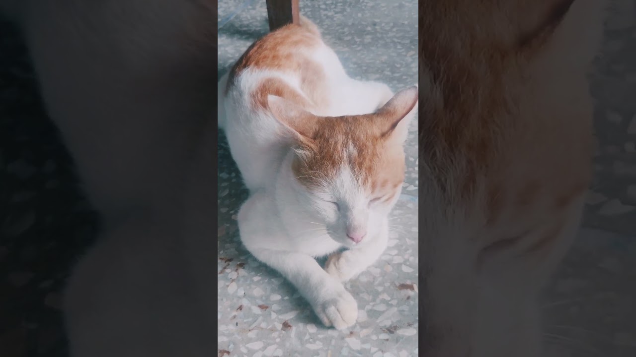 Cat in BHU 200 GB