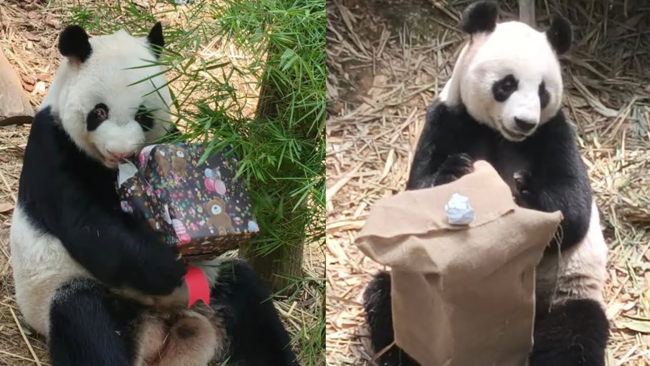 20251225 Giant Panda Kai Kai & Jia Jia simple Christmas lunch @River Wonders