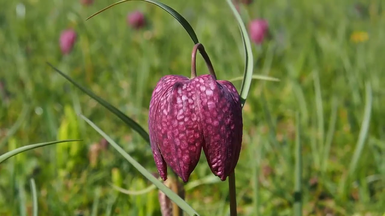 Highlight des Monats April 2021 im Botanischen Garten: die Schachbrettblume