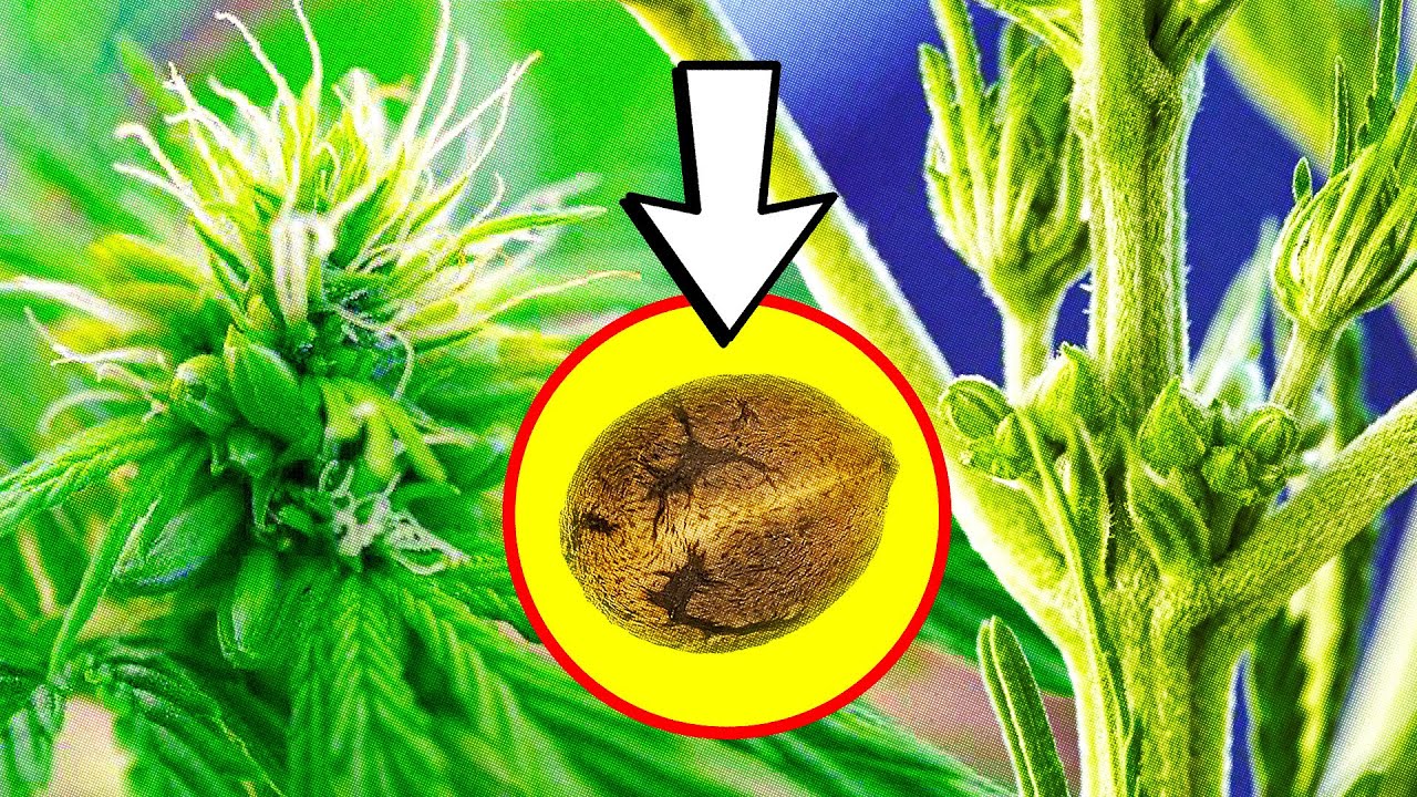 Breeding en Cannabis: Polinizaci&oacute;n, Parentales y Semillas