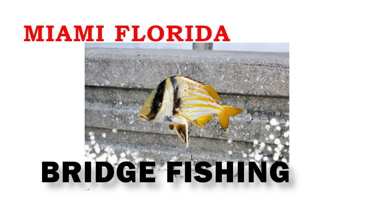 Miami Bridge Fishing 1