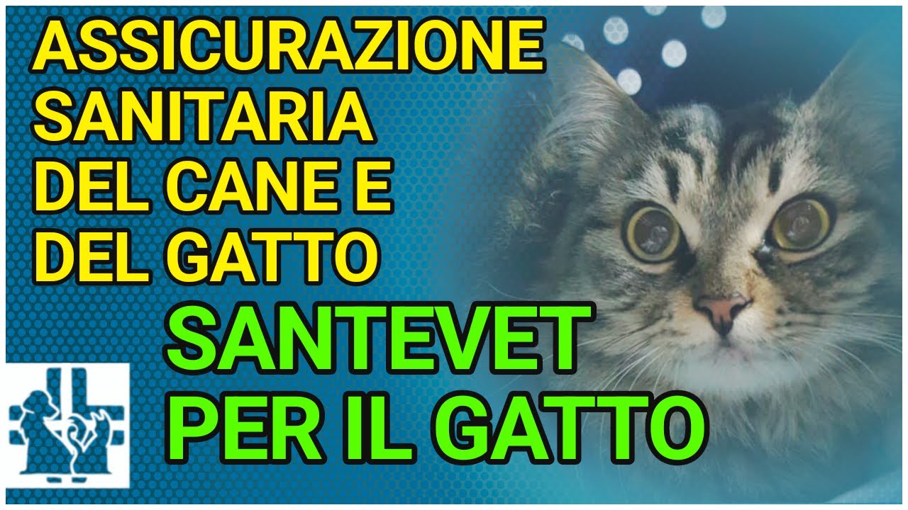 Assicurazione sanitaria del cane e del gatto : SANTEVET per il gatto