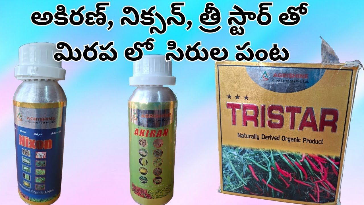 అకిరణ్, నిక్సన్, త్రీ స్టార్ తో మిరప లో  సిరుల పంట. మిరప లో వైరస్, తెగుళ్లు రాకుండా, అధిక దిగుబడికి