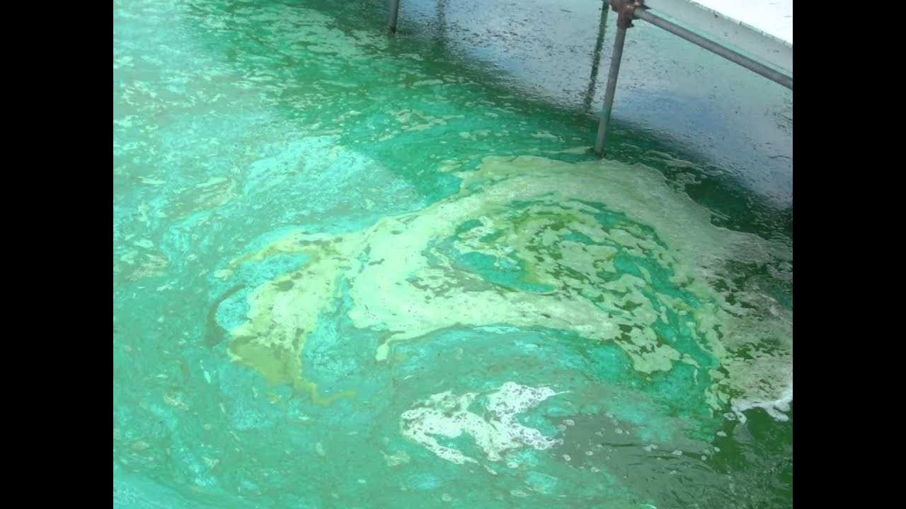 Eutrofi&euml;ring is de vergroting van de voedselrijkdom in met name water.Aardrijkskunde