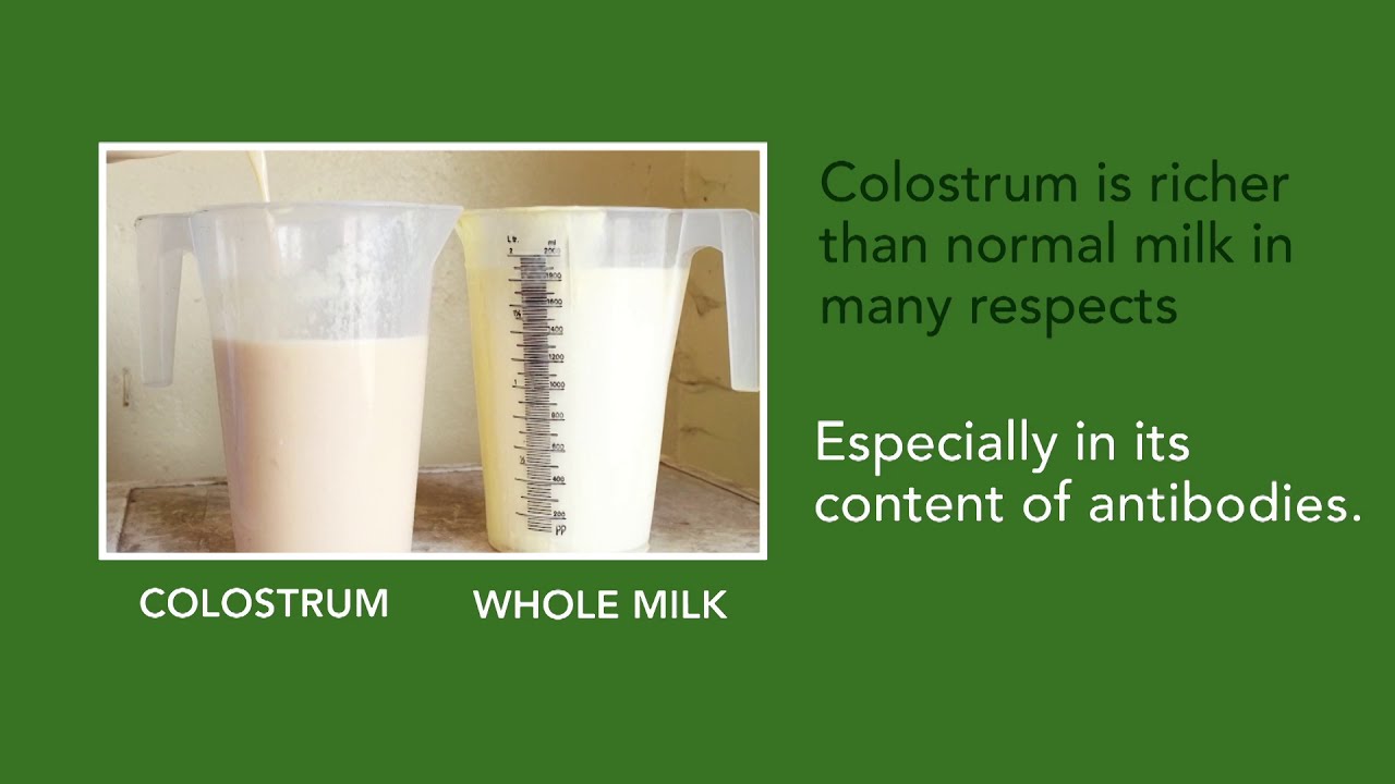 Teagasc Calf Care Week - 123 of Colostrum Management