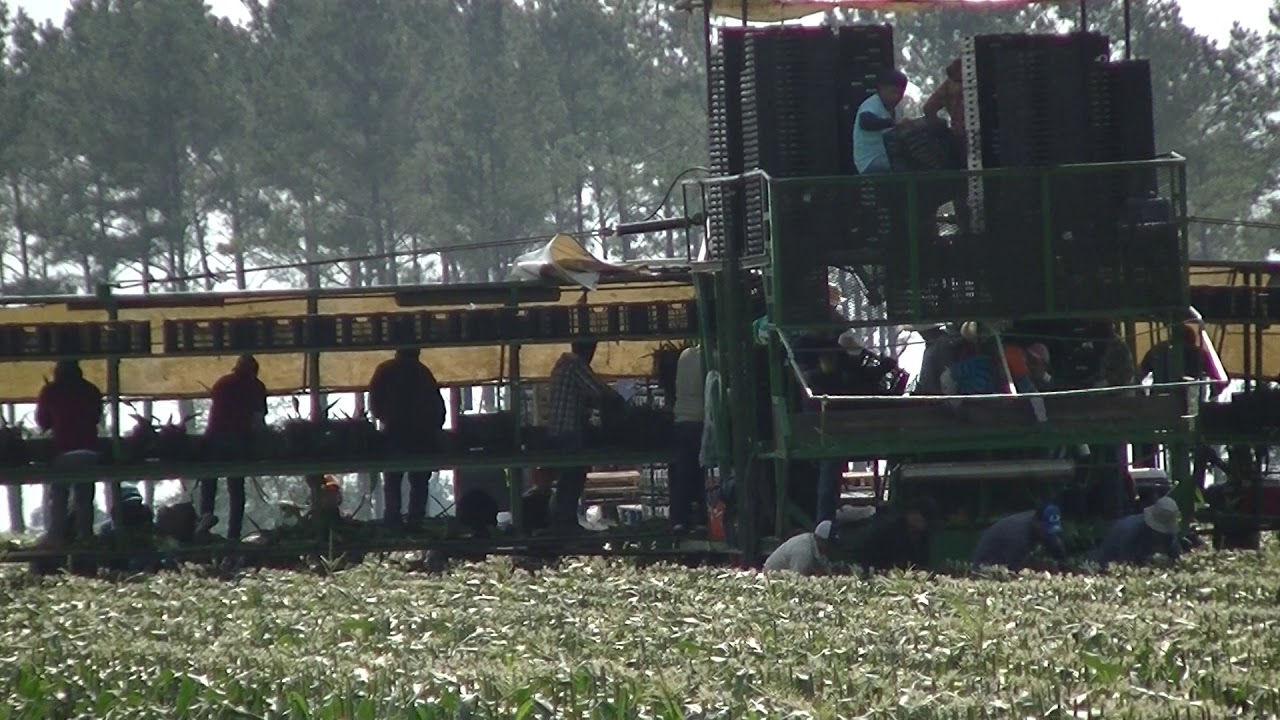 SOUTH GEORGIA SWEET CORN HARVEST PT1. GREEN CIRCLE FARMS