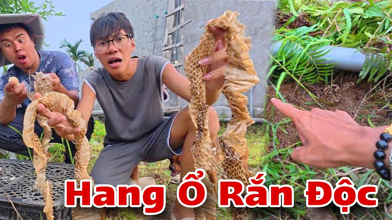 Hết Hồn ! Phát Hiện Hang Ổ Và Nhiều Xác Rắn Ở Khu Vườn Sau Nhà | Dương KC