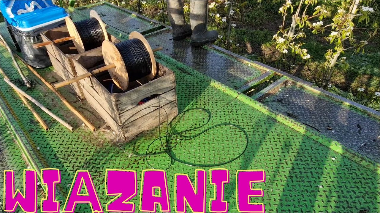 Niderlandy praca: wiązanie drzewek