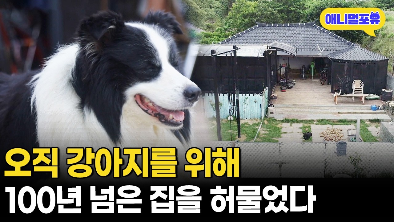 오로지 반려견 4마리를 위한 맞춤집을 새로 설계한 아저씨ㅣKBS 동물극장 단짝 220716 방송