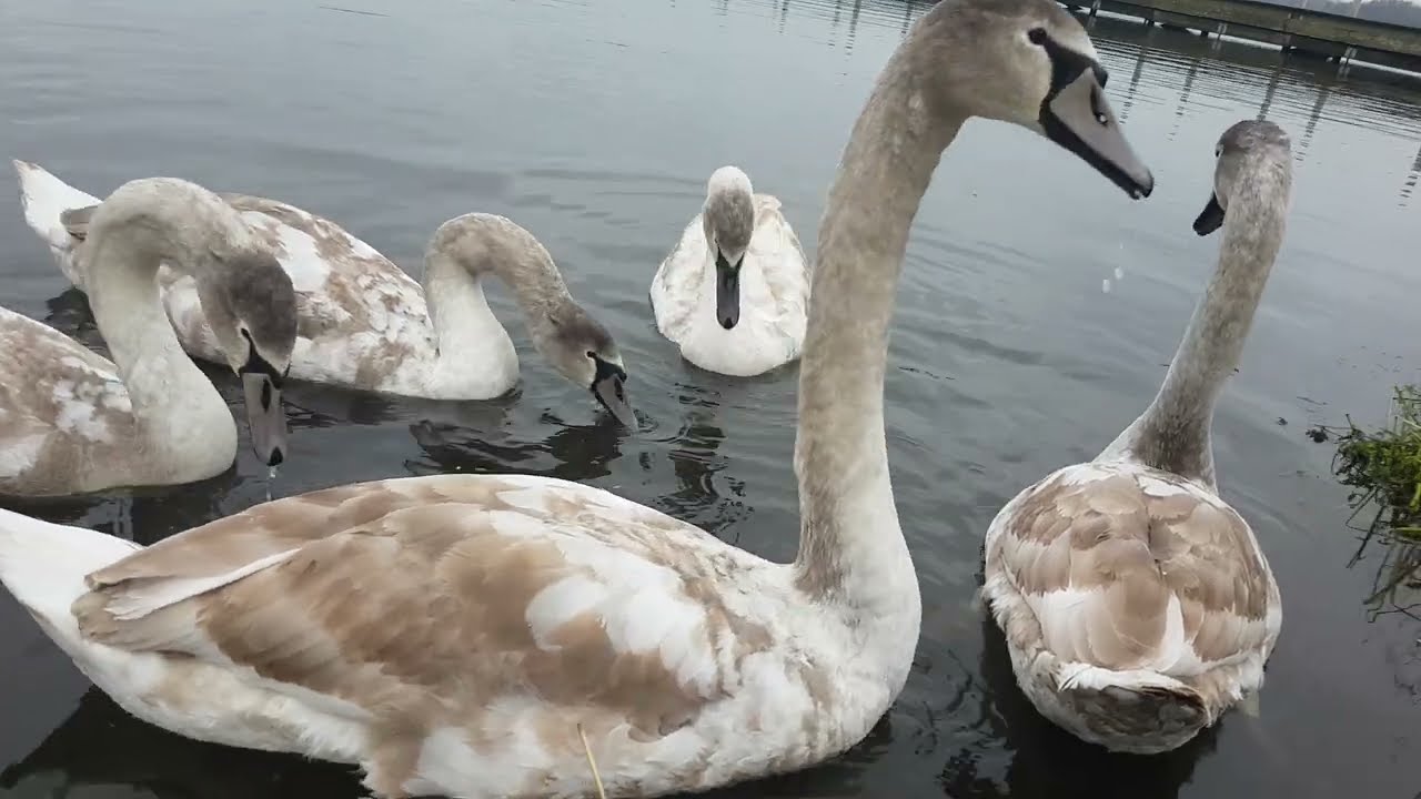 ❤🇮🇪Tranquility😌MUTE SWAN FAMILY🦢CYGNETS TURNING WHITE🐤KINNEGO BAY IRELAND🇮🇪LIKE👍subscribe🙏😇Beautiful