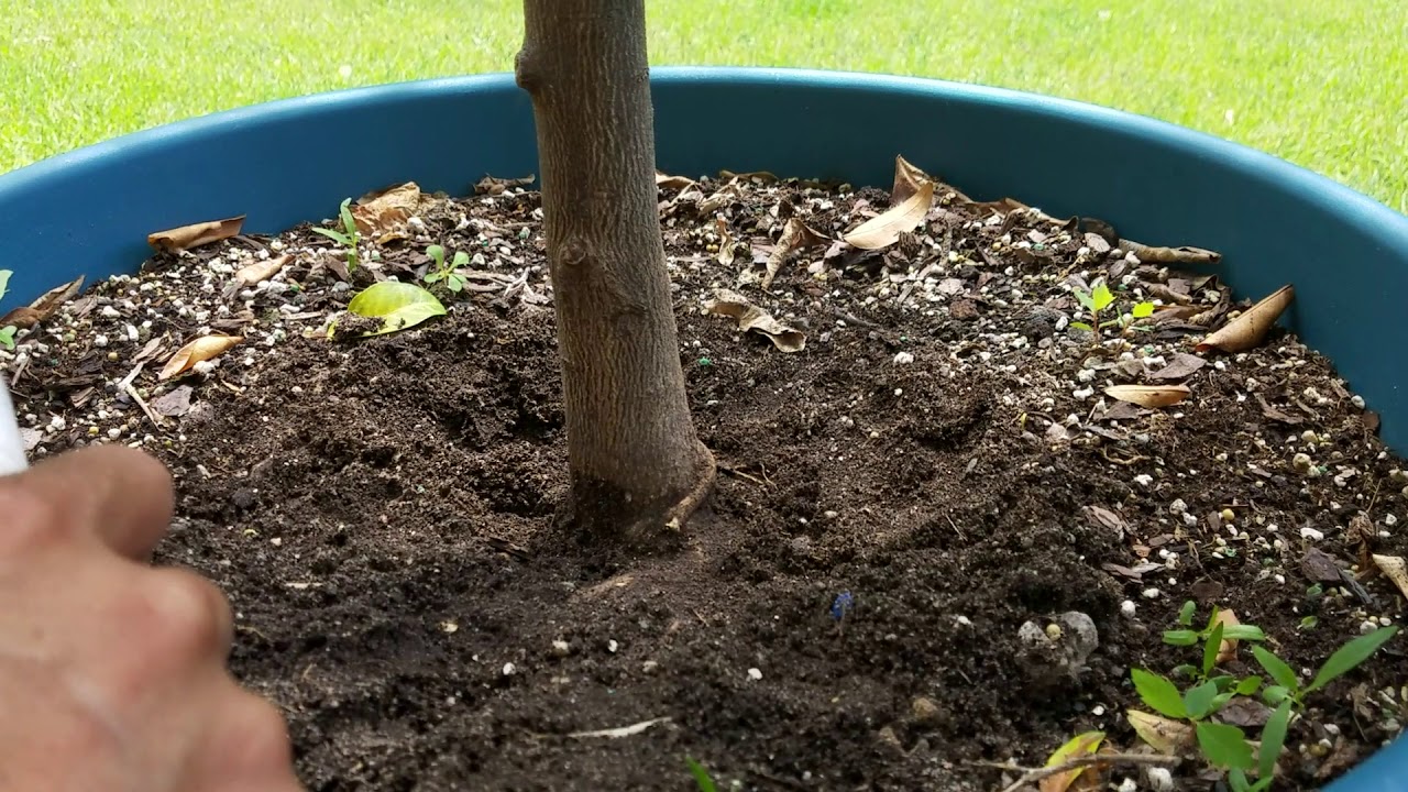 Why tree leaves drop and branch dieback: my orange tree