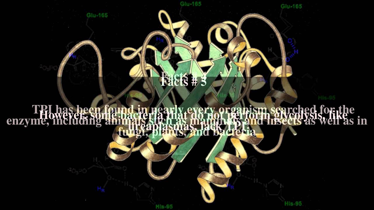Triosephosphate isomerase Top # 9 Facts