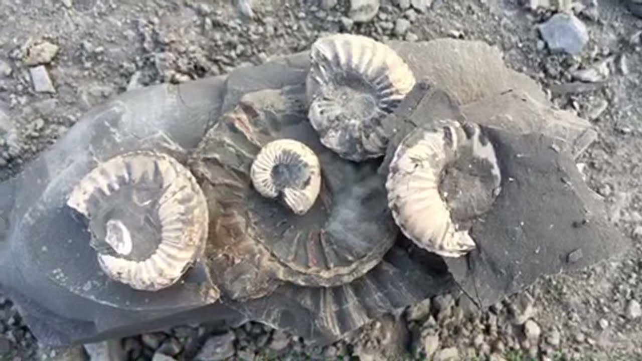 Goldwaschen in Deutschland - live - Fossilien statt Gold