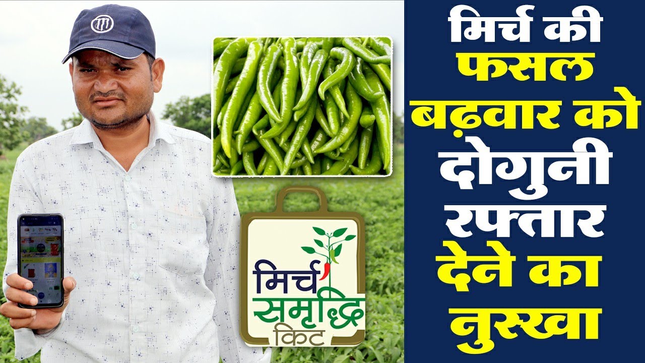 ग्रामोफ़ोन मिर्च समृद्धि किट से मिर्च की फसल से मिला जबरदस्त उत्पदान , खुश हुआ किसान
