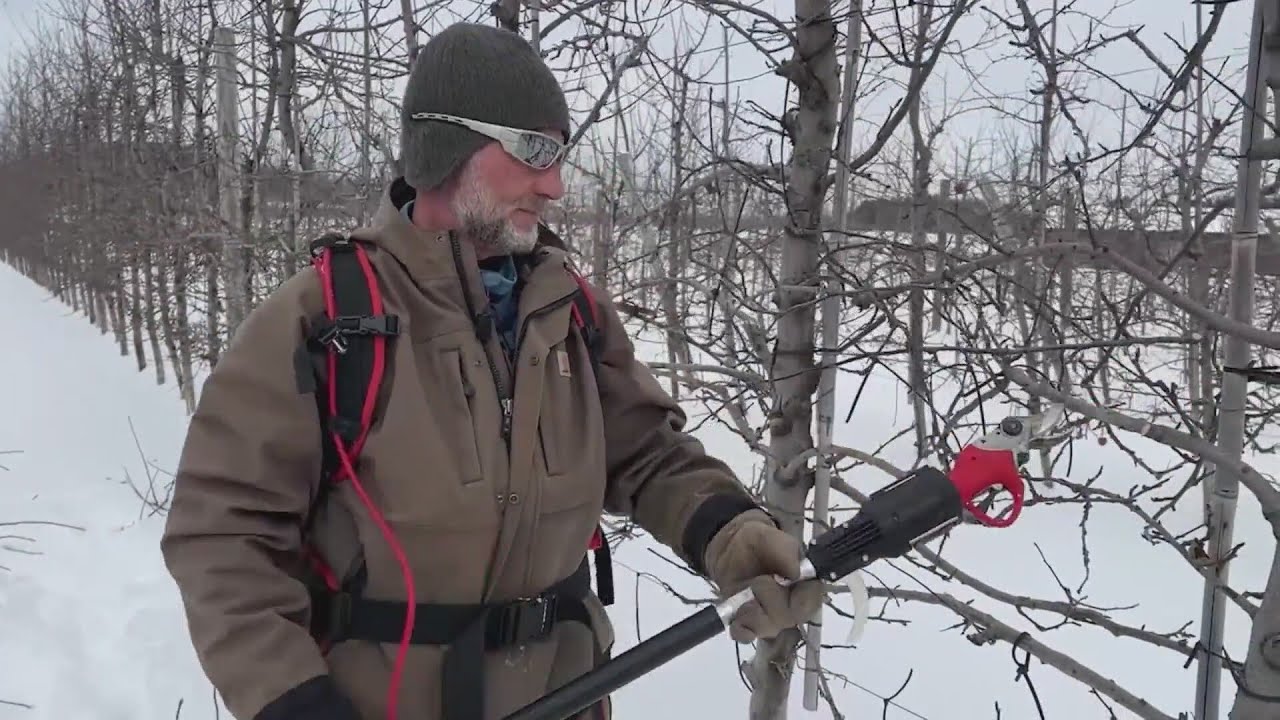 Workers at Indian Ladder Farms keep pruning apple trees in the snow