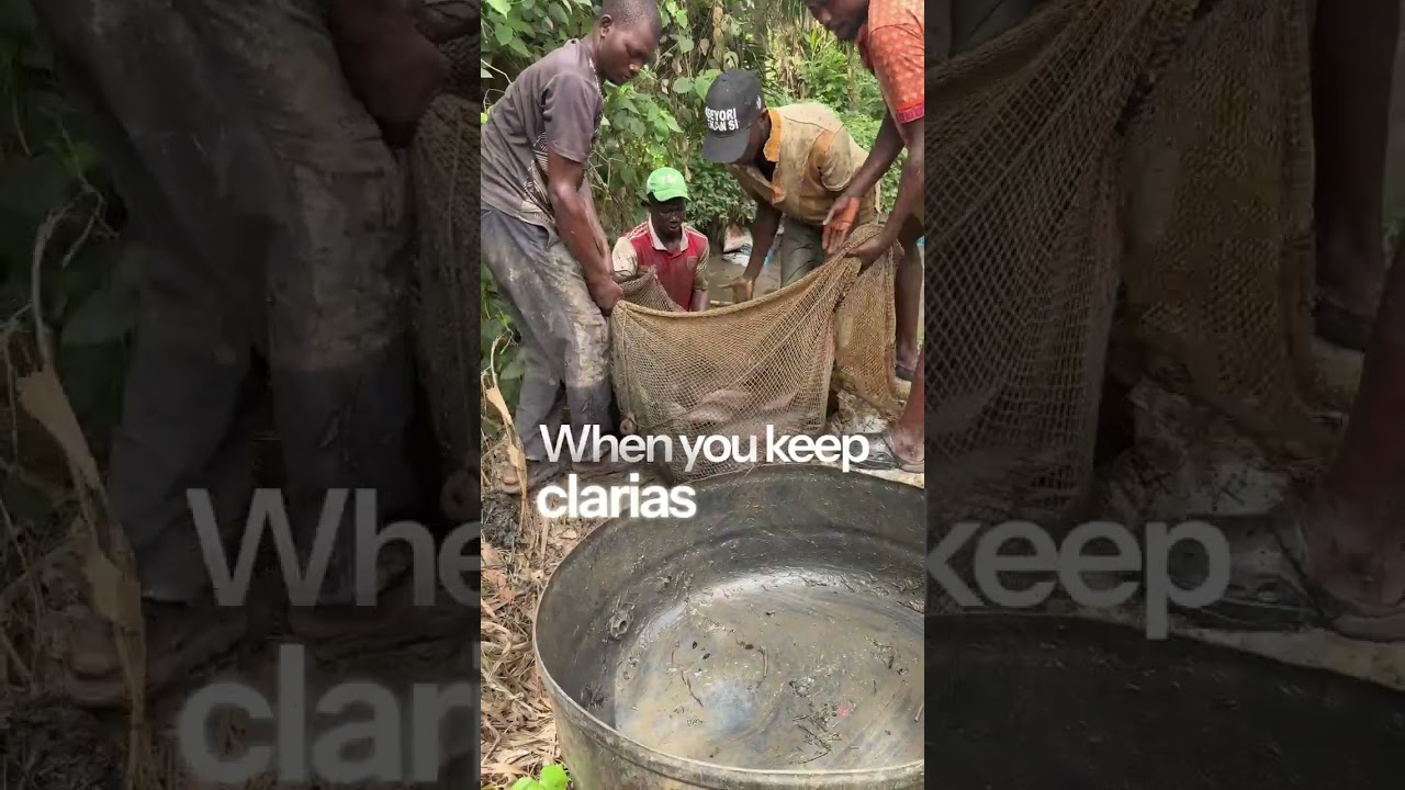 Why Many Catfish Farmers Suffer &mdash; And How I Saved This One