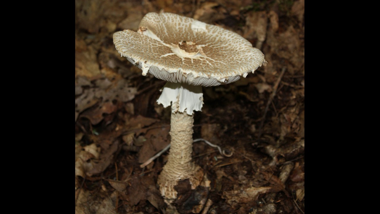 Amanita atkinsoniana