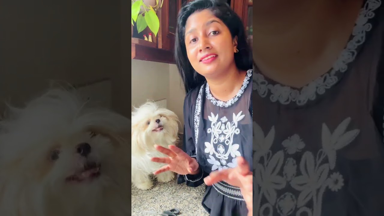 අපේ සුදු බබාගේ ගෙදරදිම කොන්ඩේ කැපුවා. #pets #petshub #newmusic #youtube #petsrule #newmusicrelease