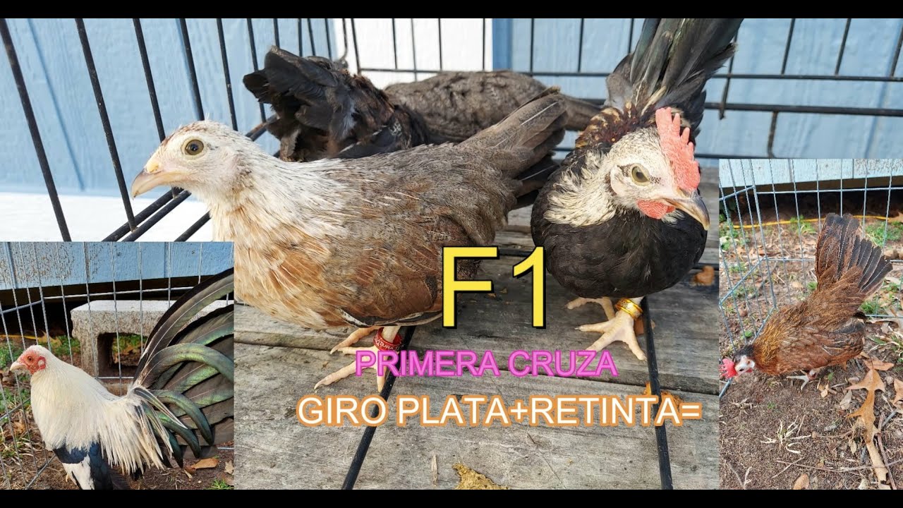 CRUZA GIRO PLATA Y RETINTA=???????CUAL SERA EL RESULTADO,,