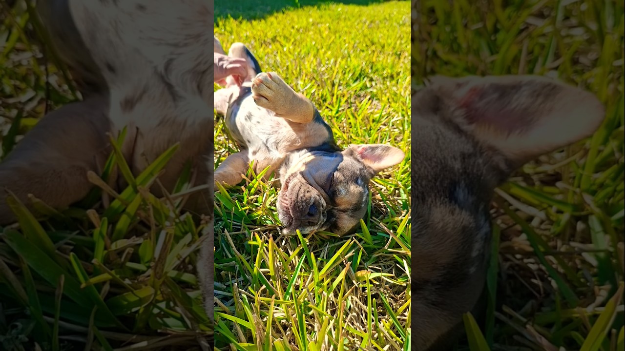frenchie getting some heat