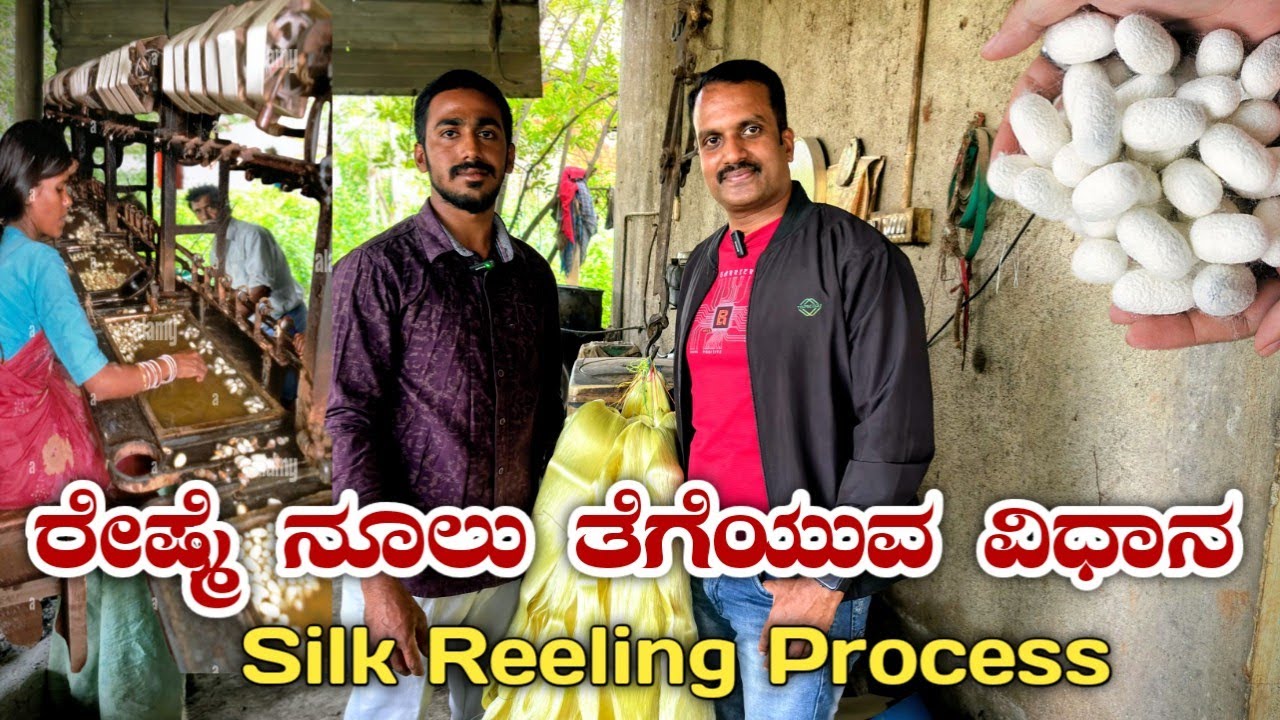 ರೇಷ್ಮೆ ನೂಲು ತೆಗೆಯುವ ಸುಲಭ ವಿಧಾನ Silk reeling process|silk making|silk reeling kannada| silk reeling