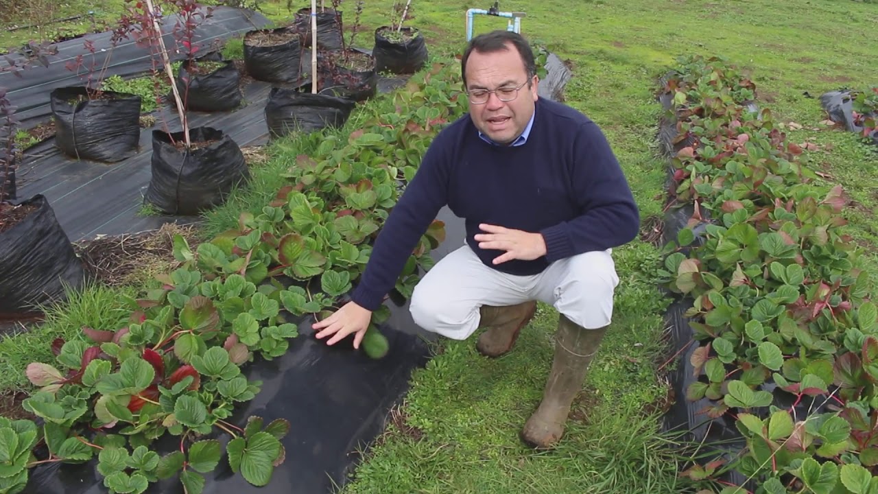 Usted no lo haga Nº 3, Errores al comprar e instalar plásticos mulch