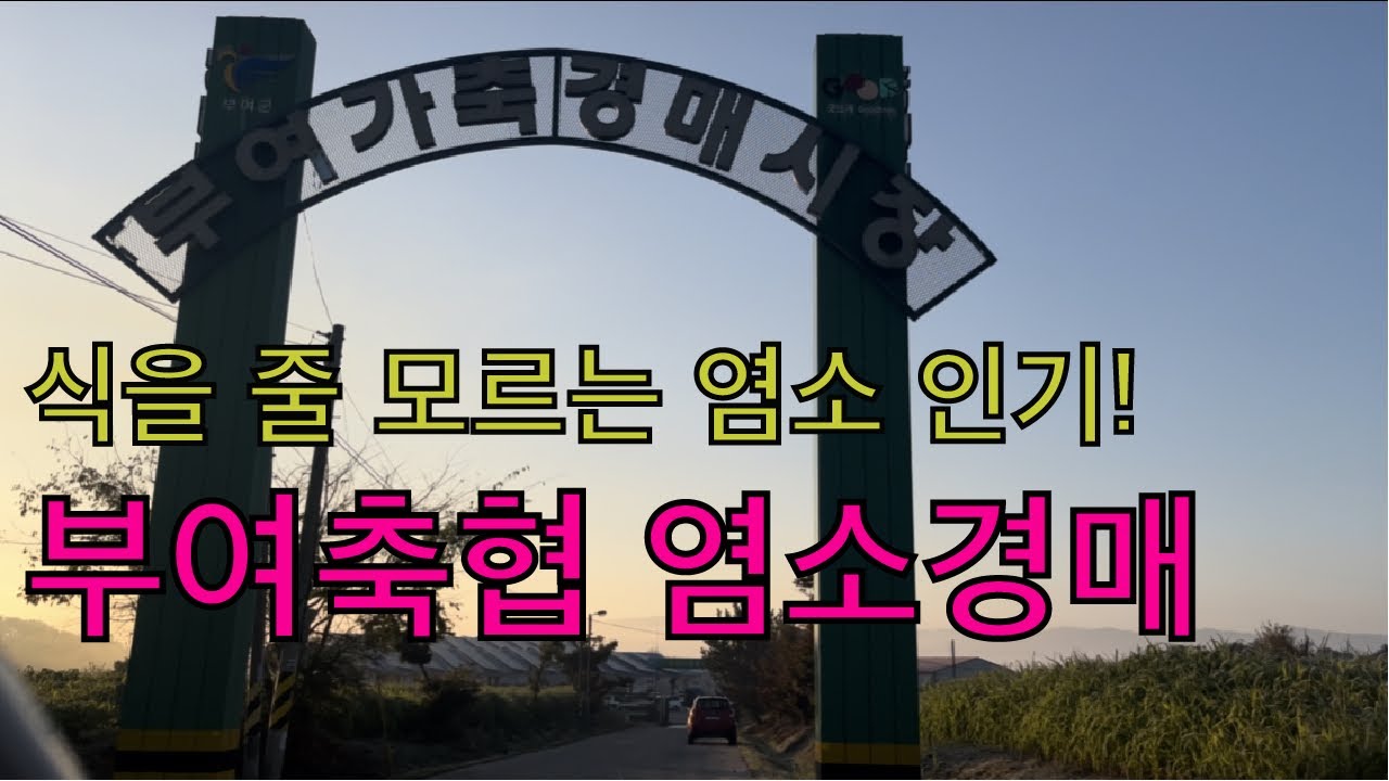 [염소 경매] 부여축협 염소 경매장에 염소 팔러 간 보어아빠(그런데 염소 상담을 곁들인...)