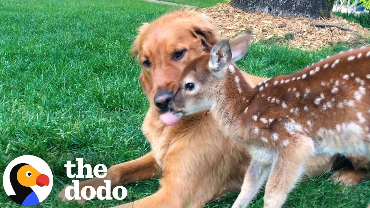 Wild Deer And Dog Have Been Besties For 11 Years | The Dodo