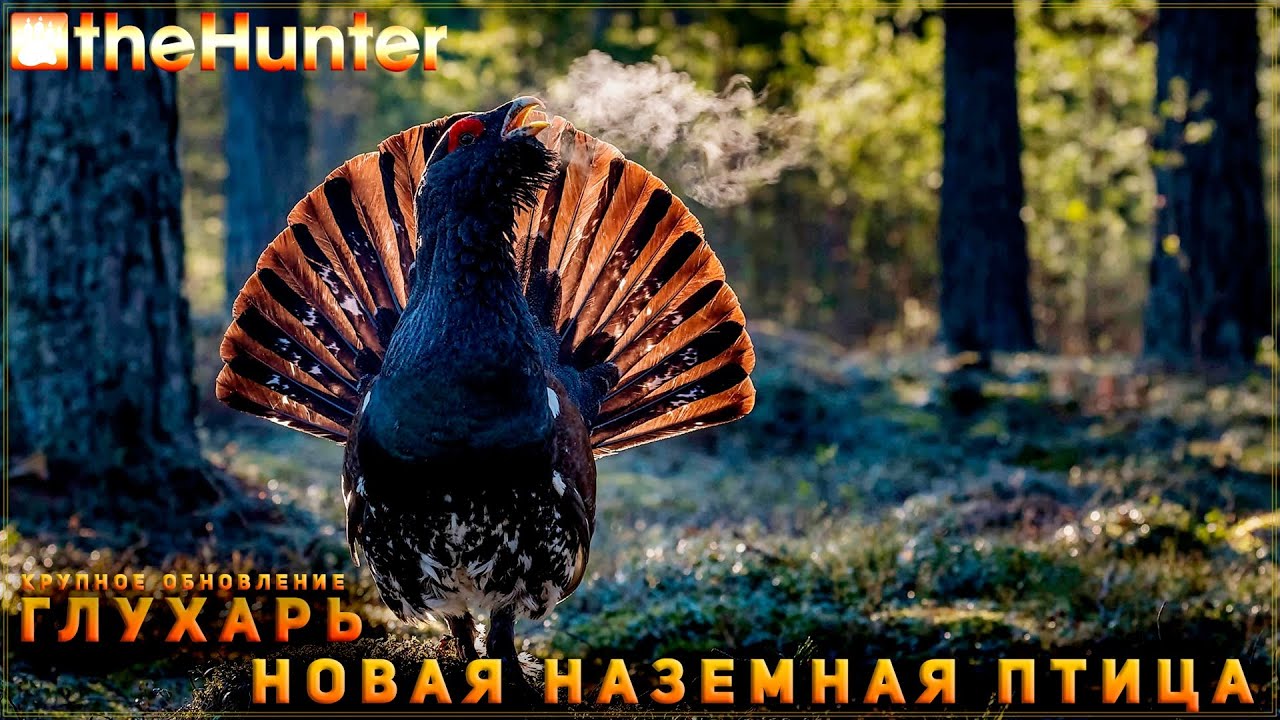 ♢ theHunter Classic ♢ Глухарь ♢ Новая птица ♢