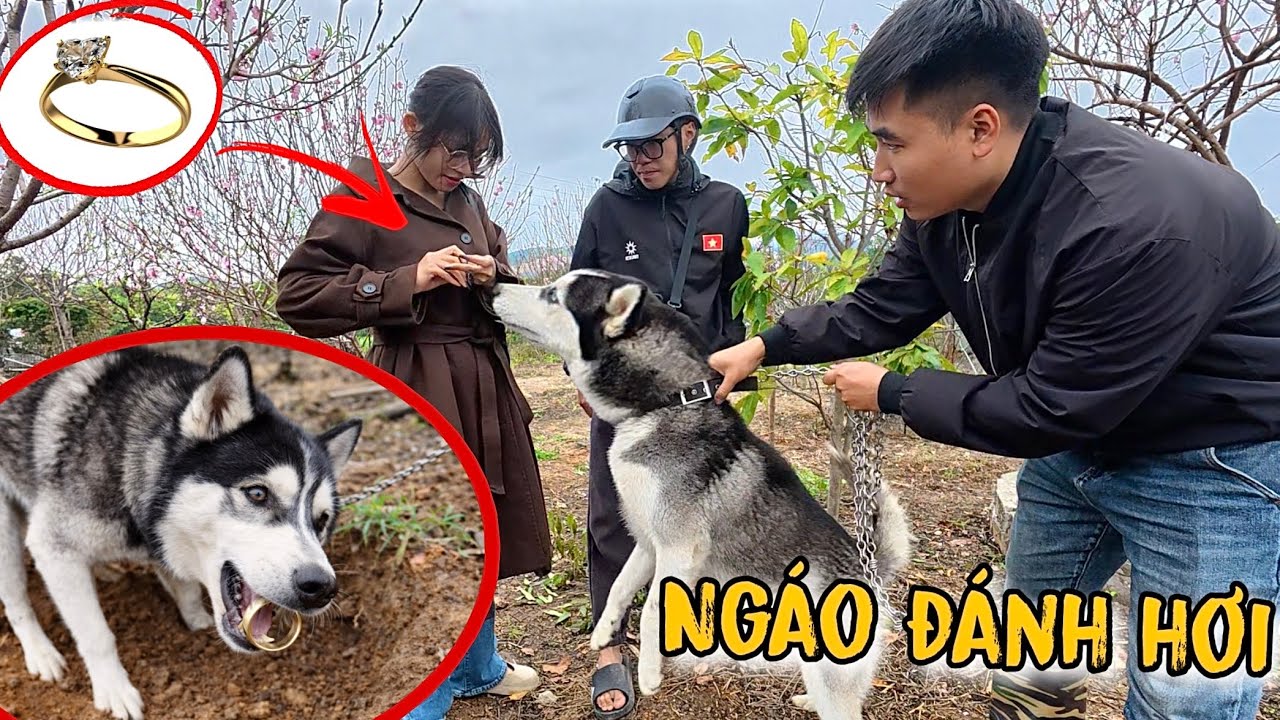 Chó Ngáo Husky Bất Ngờ Đánh Hơi Ra Chiếc Nhẫn Cưới Thất Lạc Của Dương KC Sau Vài Phút | Toàn Ngơ