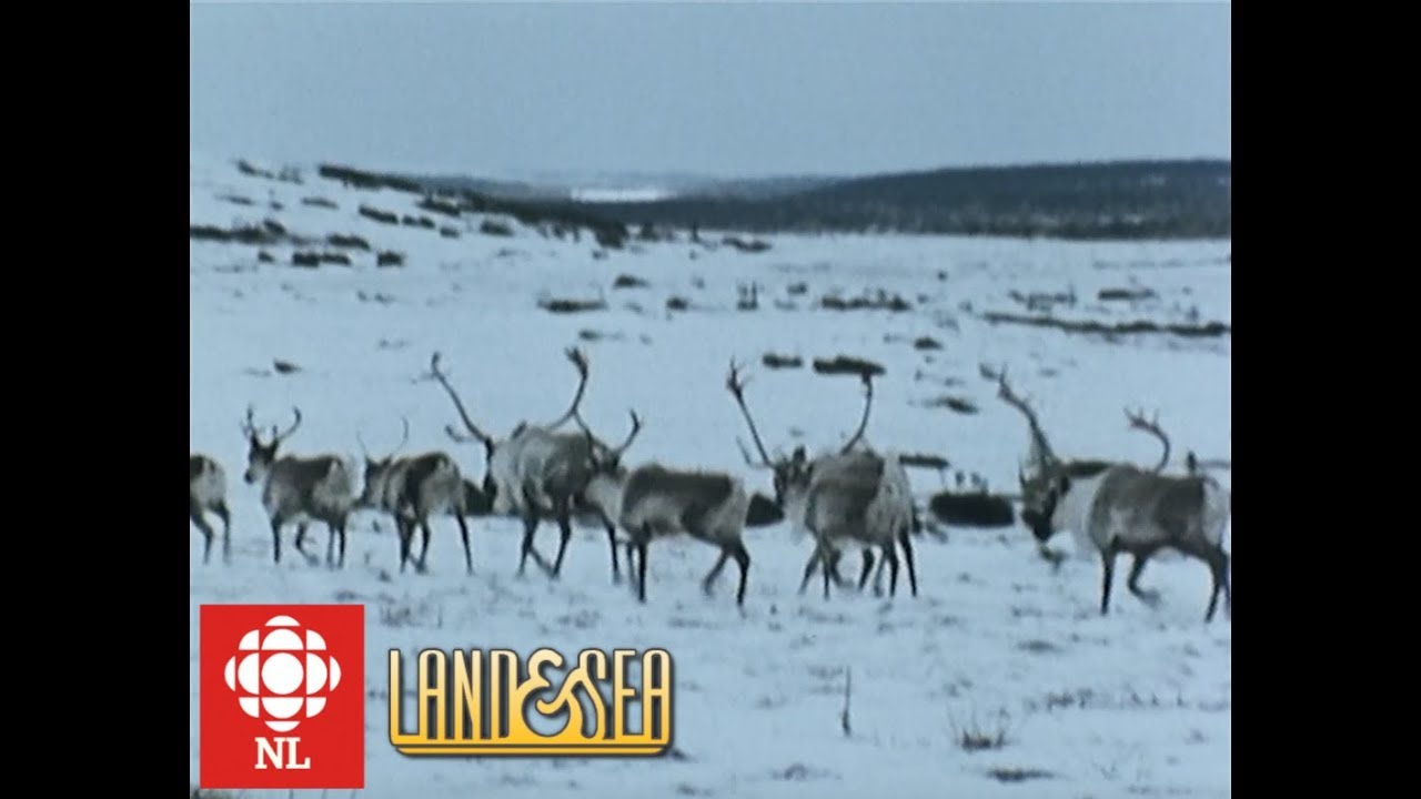 Land & Sea: Mushuau Innu learn to hunt caribou in Labrador