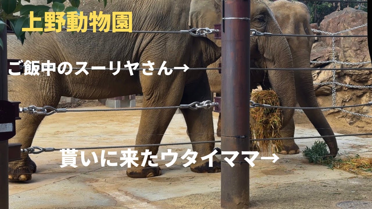 【アジア象】ご飯中のスーリヤさんと貰いに来たウタイママ　#スーリヤ　#ウタイ　#上野動物園　#アジアゾウ 