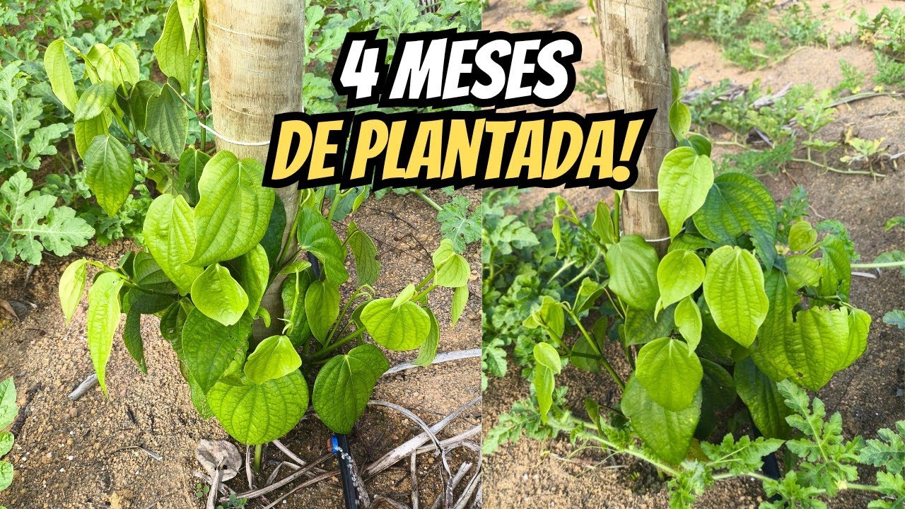 PIMENTA DO REINO plantada com 4 meses! Bragantina!