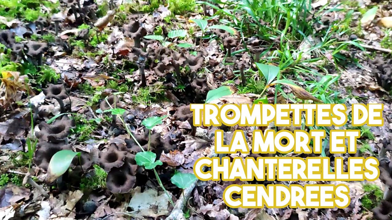 Trompettes de la mort et chanterelles cendrées