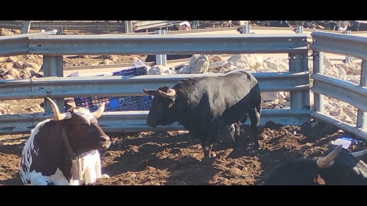 Ganado bravo toros 