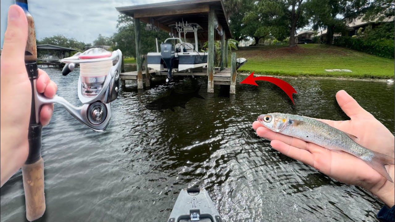 Fishing Docks with Pilchards and Mullet!(Insane Blowups)
