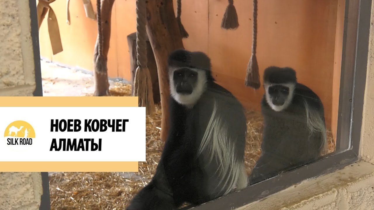Зоопарк во время карантина