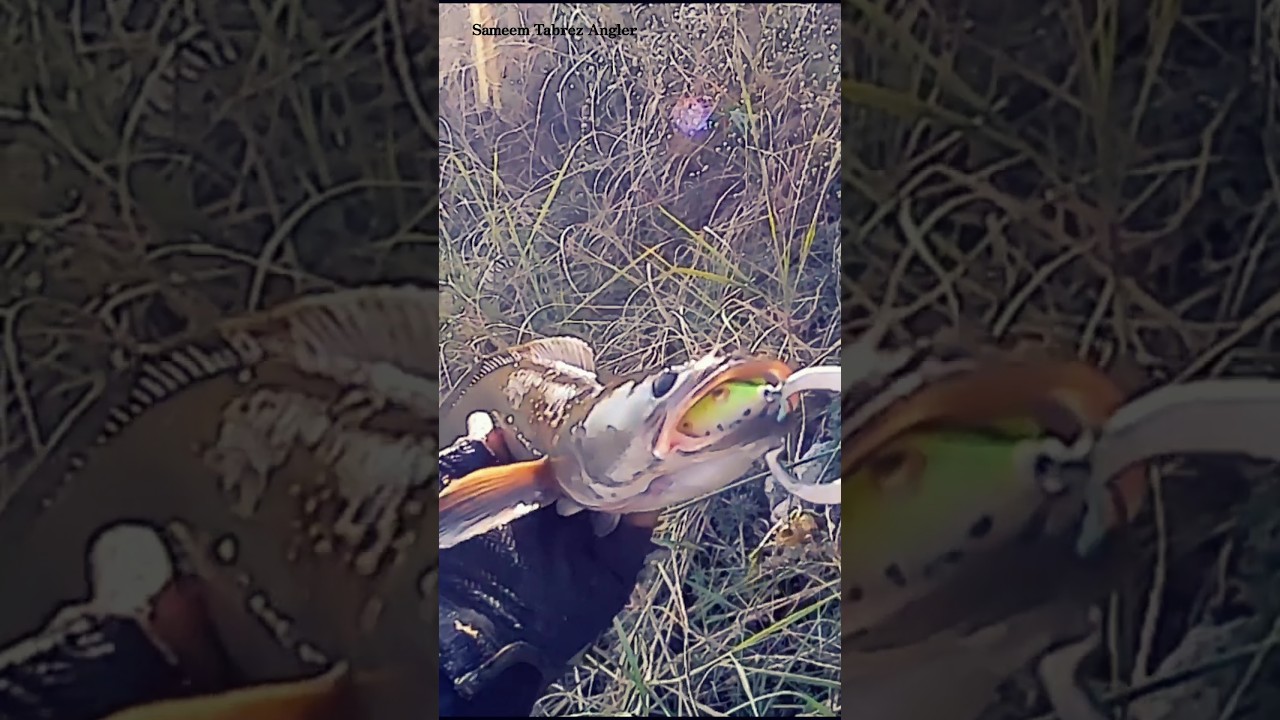 Snake head Fishing Live Attack#Short