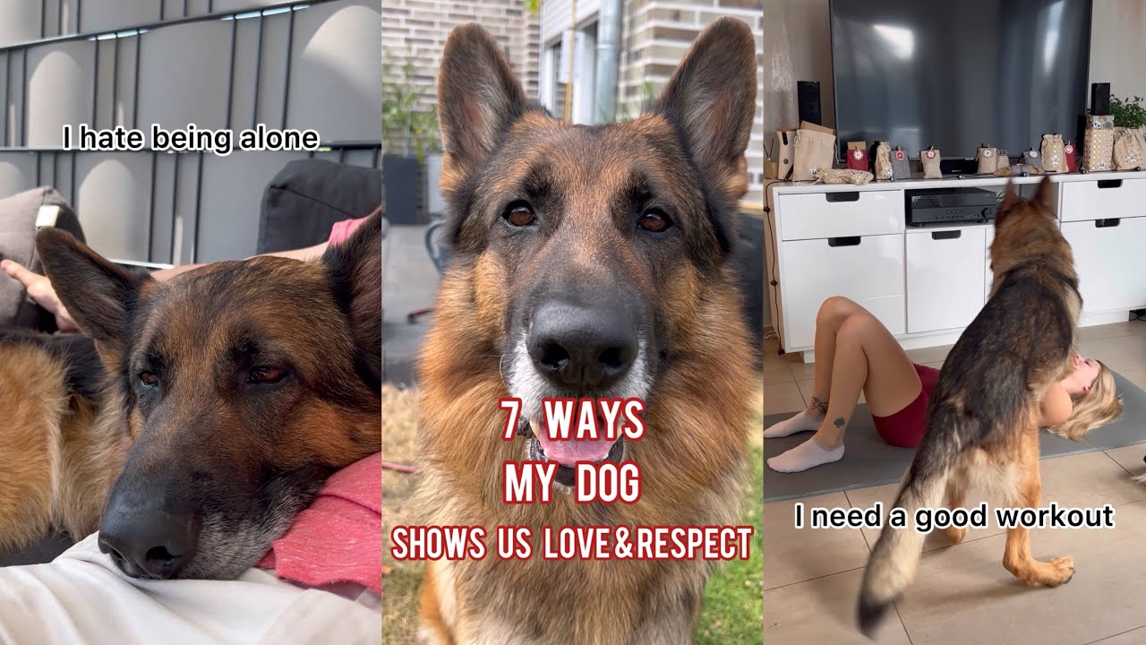 7 Ways My Dog Shows Us Love