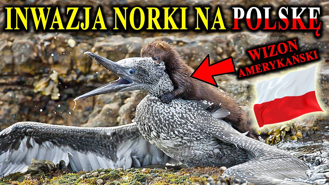 Zabija Nasze Ptaki, Ryby, Gryzonie - NORKA Amerykańska Podbija Polskę