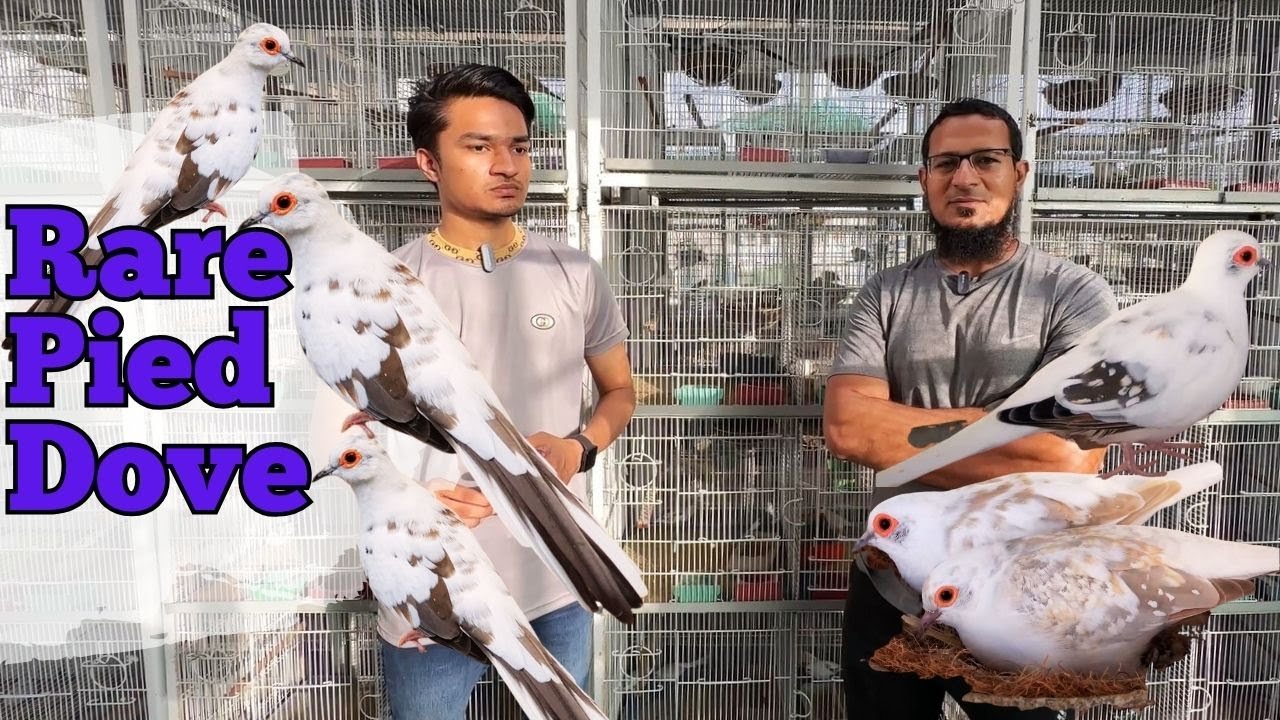 Rare Pied Diamond Dove Birds Collection and Breeding Tips