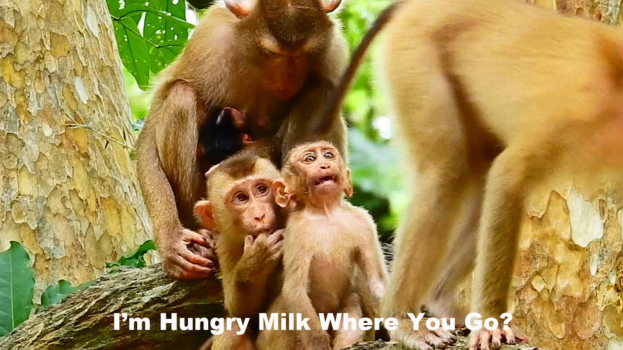 Breaking Heart! Orphan BB Jimmy very hungry request milk from Katrina but fail Ep373