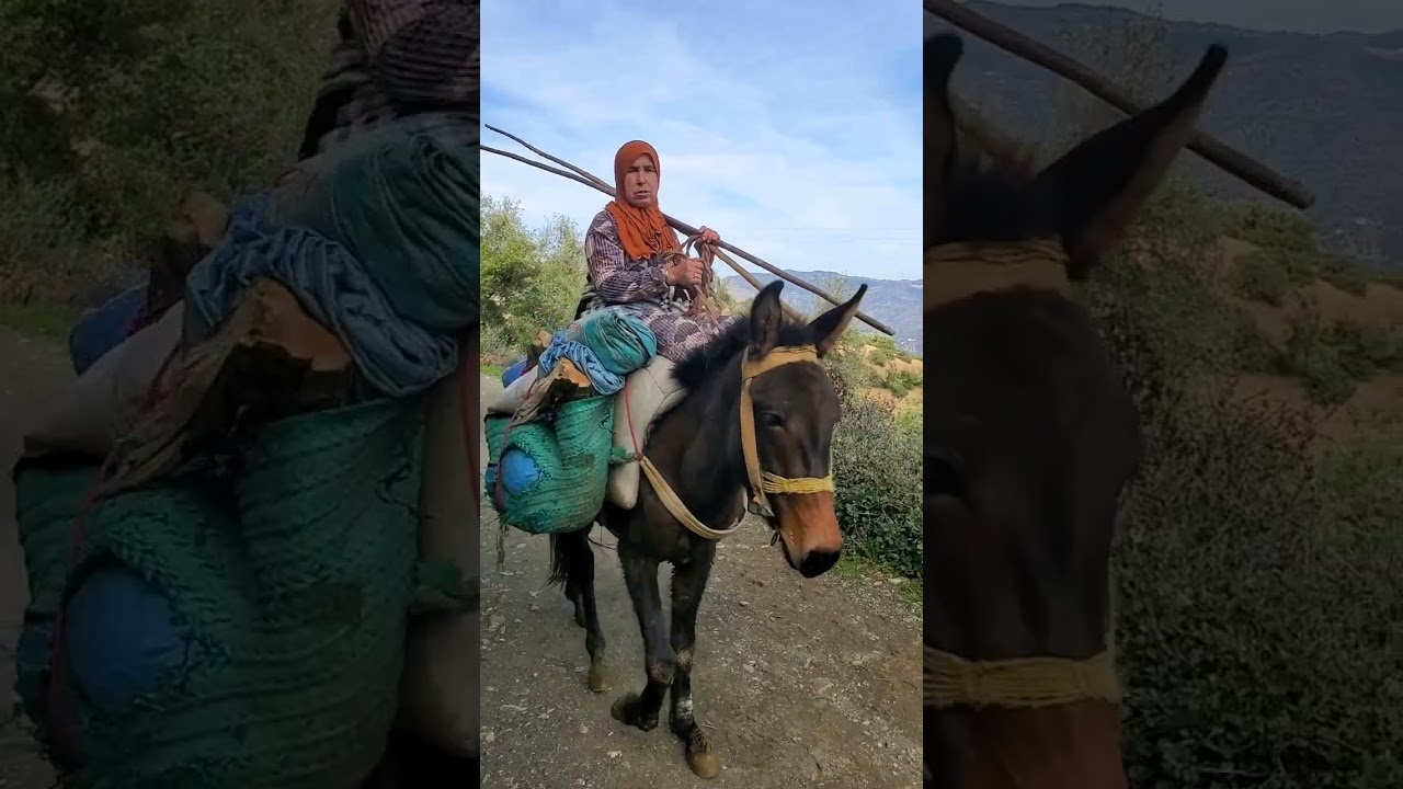 من بعد الخيرات دربي دالشتاء رجعنا لزيتون❤️
