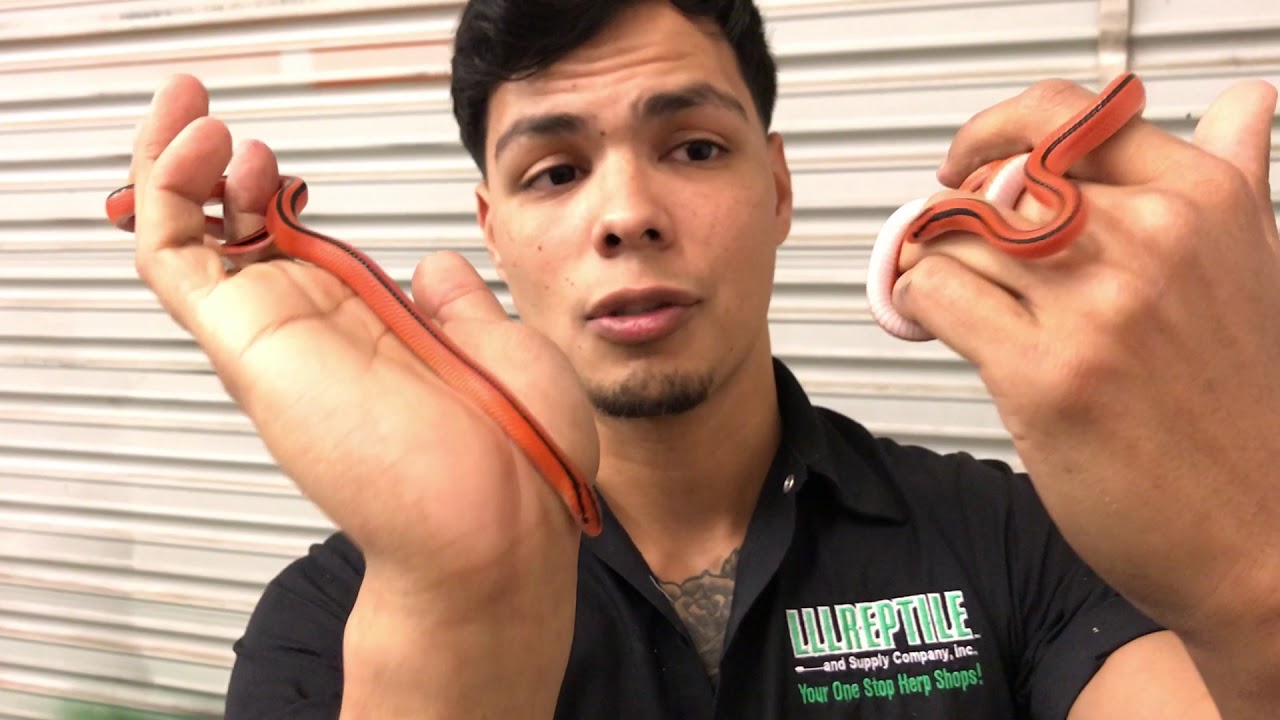 Beautiful Thai Bamboo Ratsnakes at LLLReptile