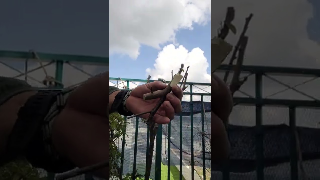 הרכבה עץ קלמנטינה