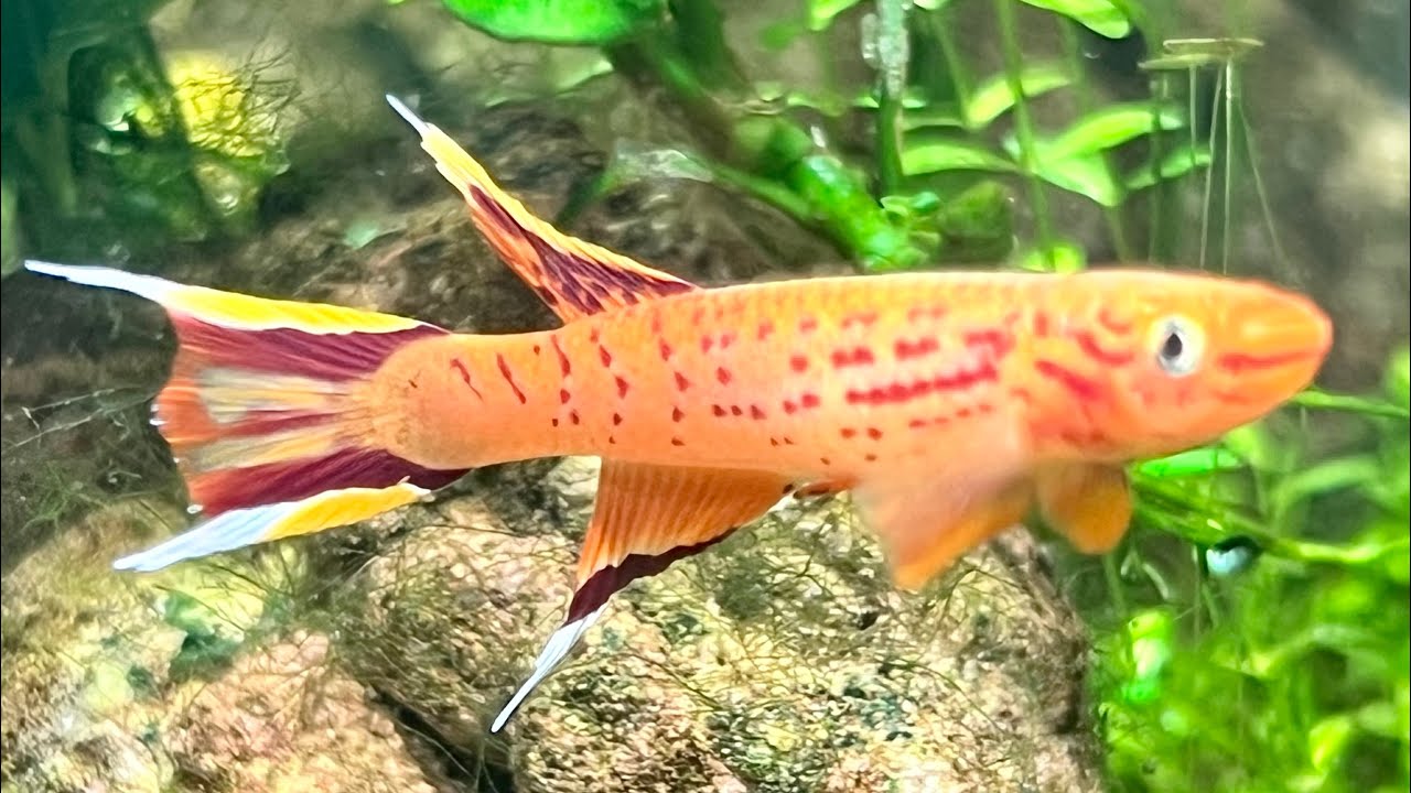 6 gallon Walstad Killifish Tank