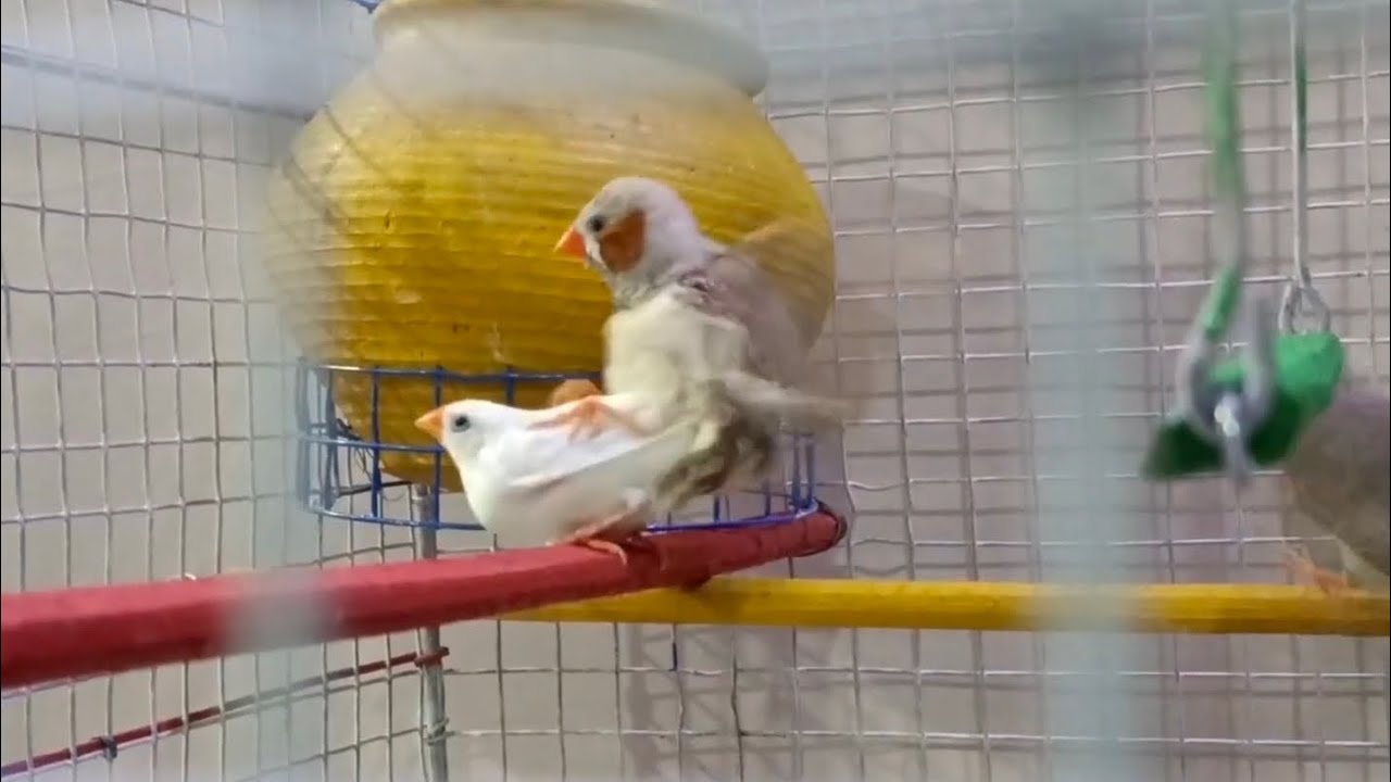 Zebra Finch Pair Bonding ❤️